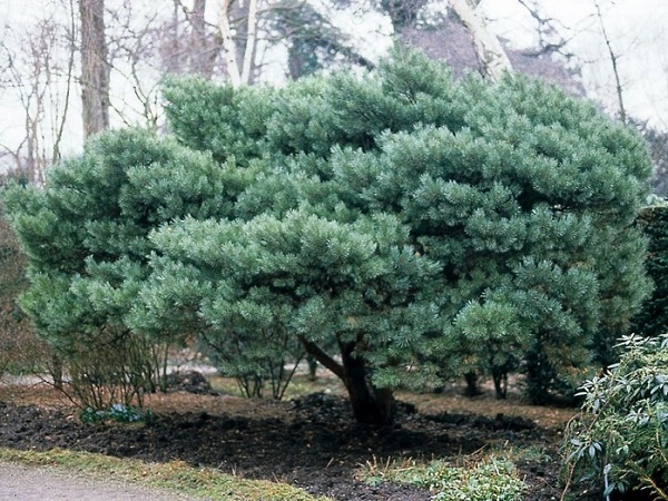 Pušis paprastoji ,Watereri' (lot. Pinus sylvestris) Pušis paprastoji ,Watereri' (lot. Pinus sylvestris)